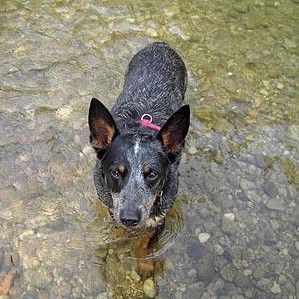 Buster in river small