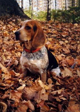 king_in_leaves
